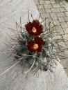 Glandulicactus uncinatus
